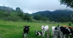Sale of Beautiful Land to Develop in Volcán, Chiriquí