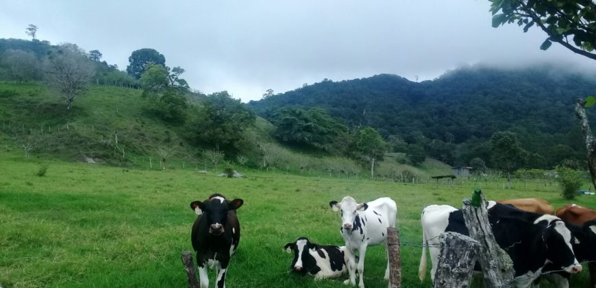 Sale of Beautiful Land to Develop in Volcán, Chiriquí