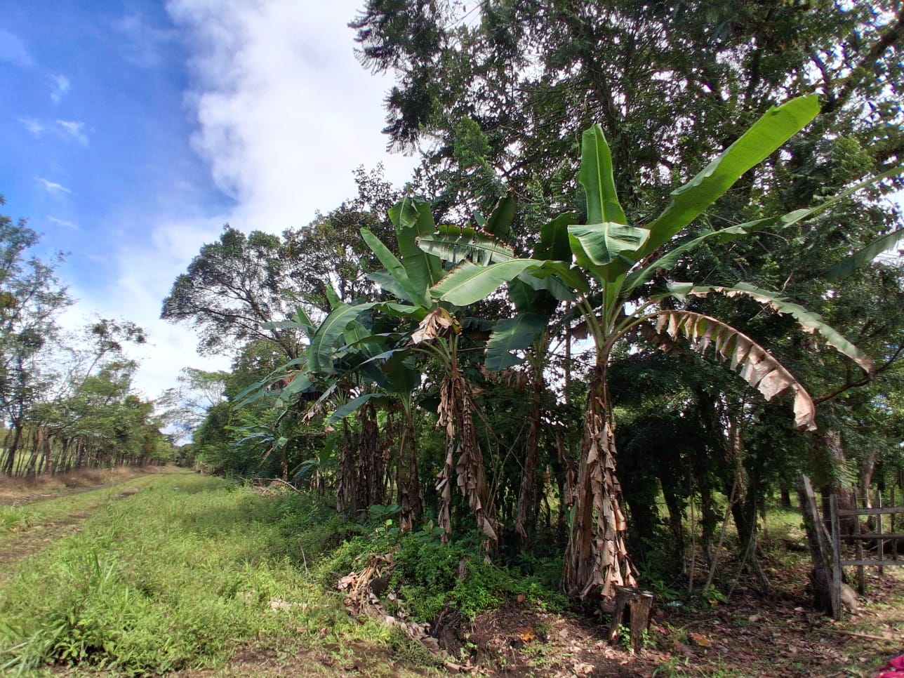 23 HECTARES EN ALTO BOQUETE ZONA RESIDENCIAL
